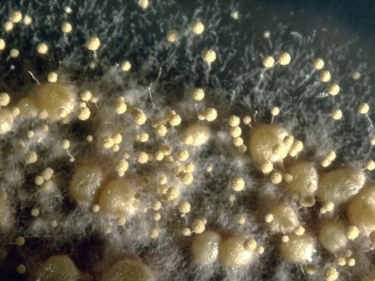 Вода после грибов. Aspergillus ochraceus. Аспергиллус, триходерма. Гриба Aspergillus ochraceus. Aspergillus flavipes.