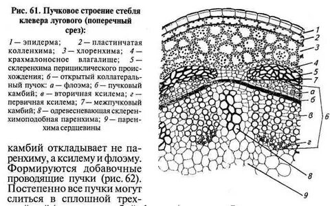 Правильная последовательность стебля