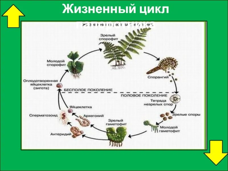 Схема развития папоротника. Жизненный цикл папоротника орляка. Жизненный цикл папоротника щитовника мужского. Зеленая стадия жизненного цикла папоротника.
