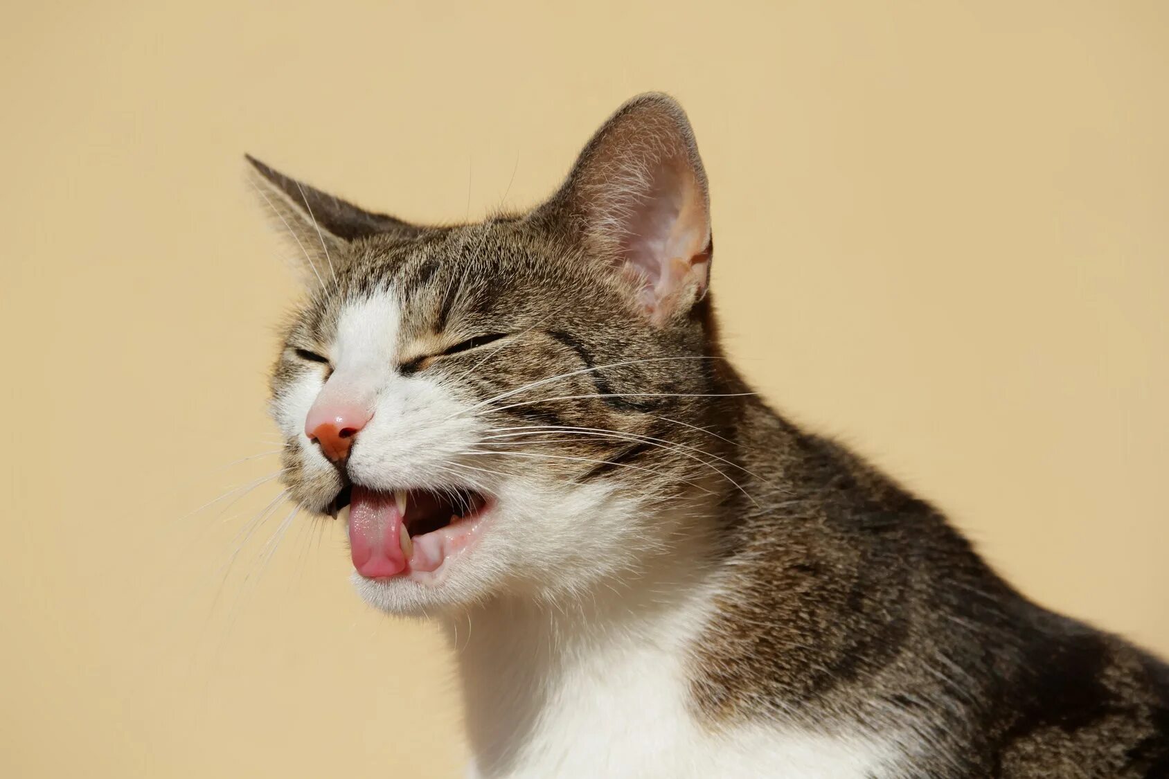 Котенок с открытым ртом. Кошка морщится. Кошка которую тошнит. Кашляющий кот. Кот отвращение.