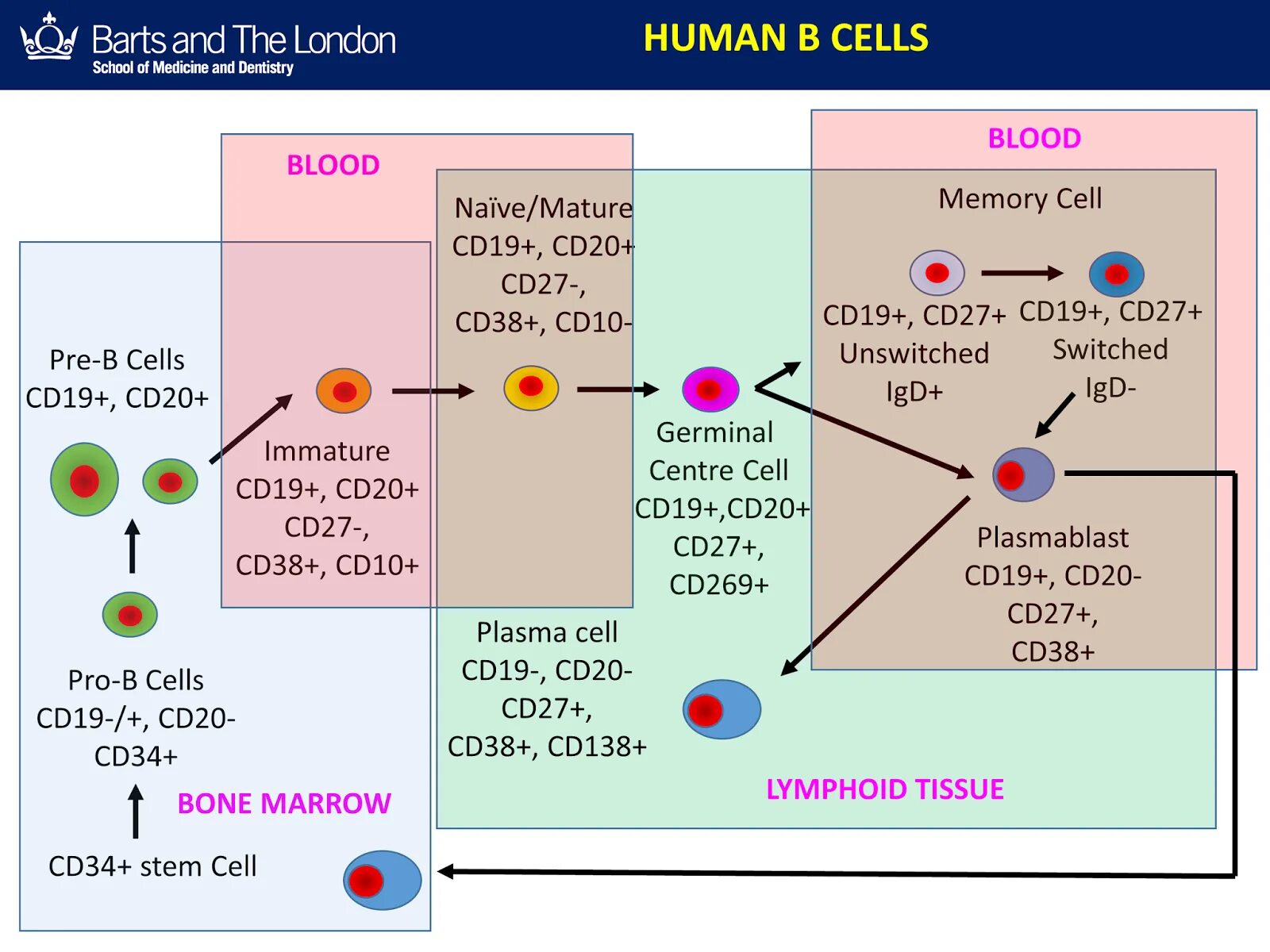 Cd19 клетки. Pro-b Cells. CD 19 иммунология. Cd19 маркер понижен. Cd19 лимфоциты