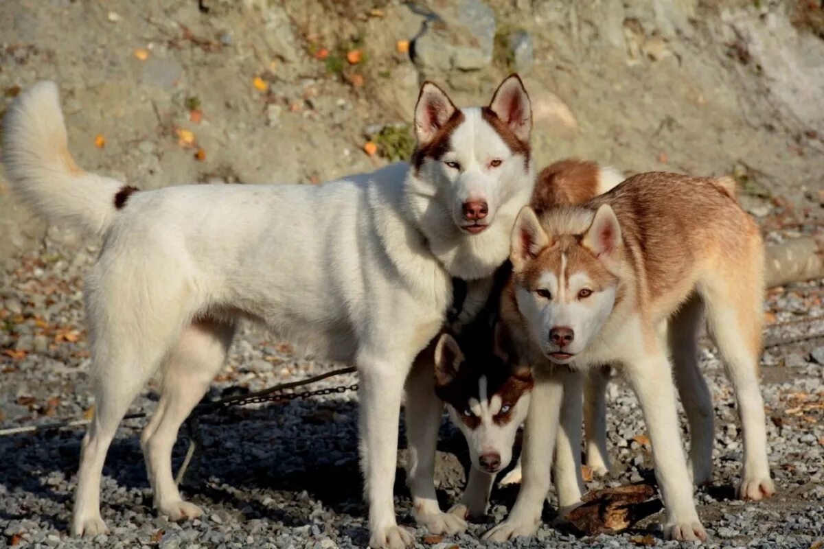 Белая руна хаски сортавала. Белая руна хаски сортавала. Белая руна питомник хаски. Белая руна карелия хаски. Питомник хаски белая руна карелия.