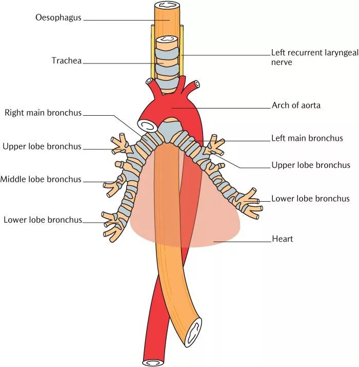 Трахея относительно пищевода. Скелетотопия трахеи. Анатомия трахеи и пищевода. Скелетотопия и синтопия трахеи. Топография трахеи.
