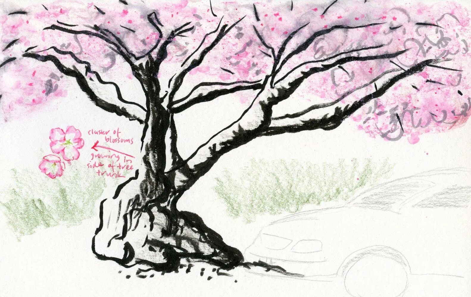 Сакура поэтапно. Сакура рисунок карандашом. Рисунок Сакуры для срисовки. Рисунки деревьев для срисовки. Сакура для срисовки.