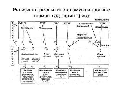 Рилизинг факторы гипоталамуса