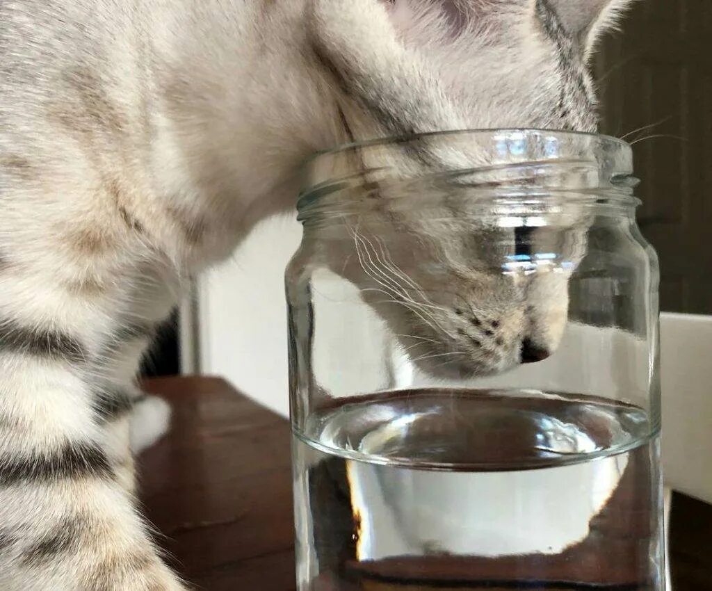 Кот пьет. Кошка пьет воду. Котик пьет из кружки. Кошка пьет воду из миски. Кошка постоянно пьет