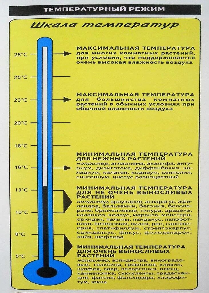 Какая температура при посадке. Температура для комнатных растений. оптимальная температура для комнатных растений. температурный режим для комнатных растений. минимальная температура для комнатных растений.