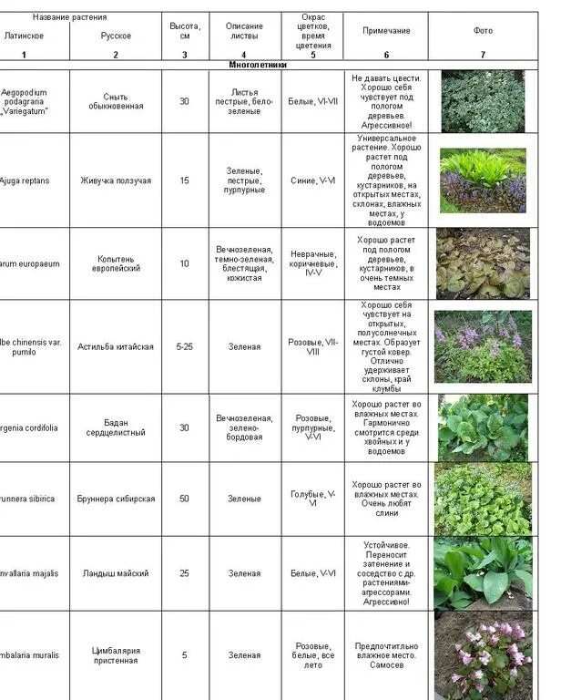 перечень декоративных кустарников. таблица высота растений. таблица высота растений. таблица цветения однолетников. сроки цветения многолетников.