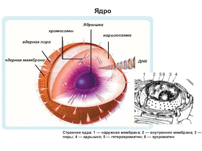 Строение ядра клетки животного. Строение ядрышка. Схема ядра эукариотической клетки. Ядро и ядрышко строение. Назовите структуры ядра