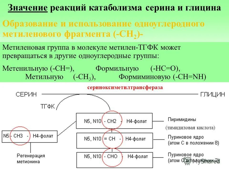 что значит реакционный