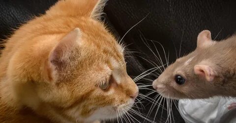К чему снятся кошки и мышки