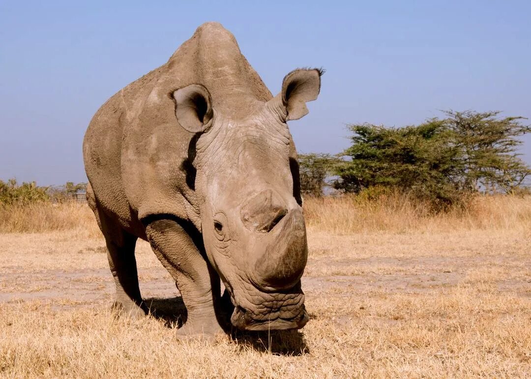 Северный белый носорог Судан. Белый носорог вымер. Северный белый носорог вымер. Северный белый носорог фото.