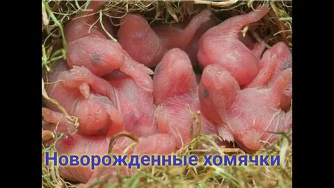 Шифер хомяк 9 июля