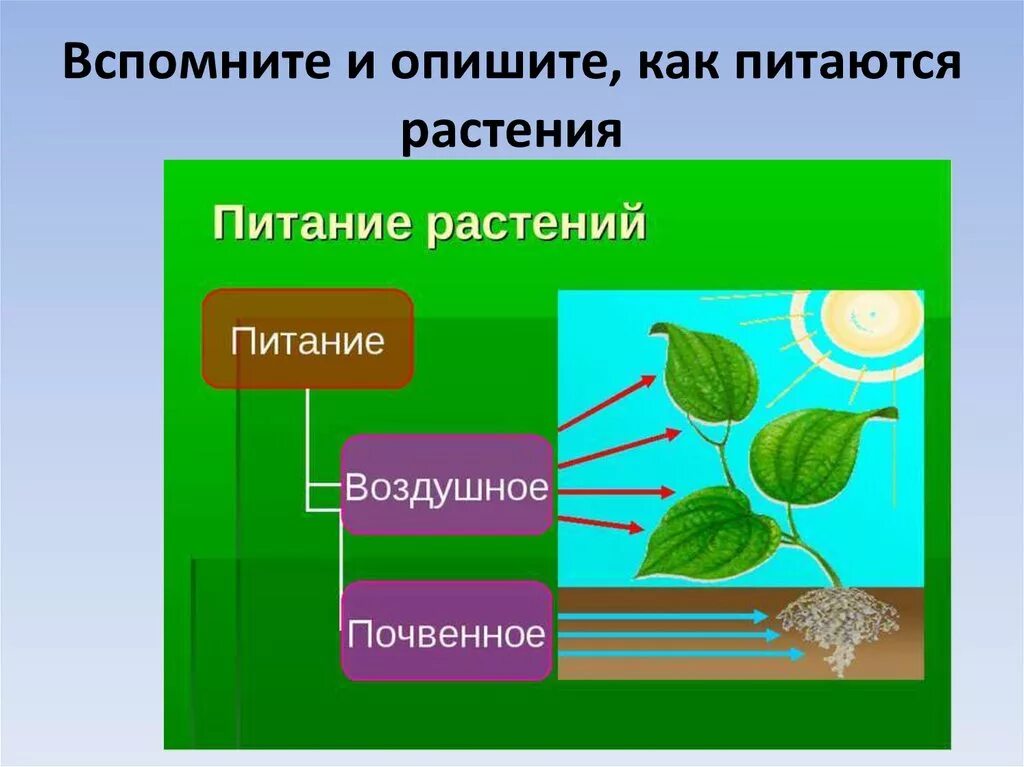 Питание растений. Как питаются растения. Воздушное питание растений. Почвенное питание растений.