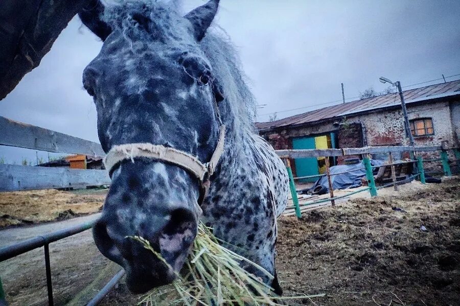 Продажа лошадей тамбовская. Конюшня Тамбов. Конюшня Тамбов Пролетарская. Золотая конюшня Тамбов. Тамбовская лошадь.