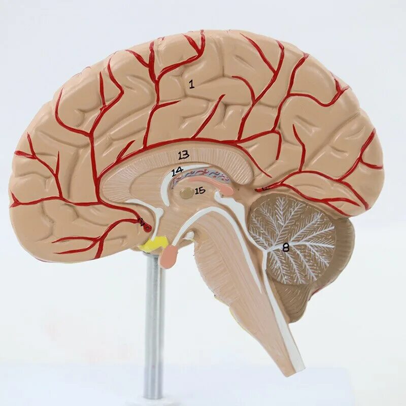 Brain mod. Модель мозга. Нейрокластерная модель мозга. Точная анатомическая модель мозга. Модель мозга своими руками.