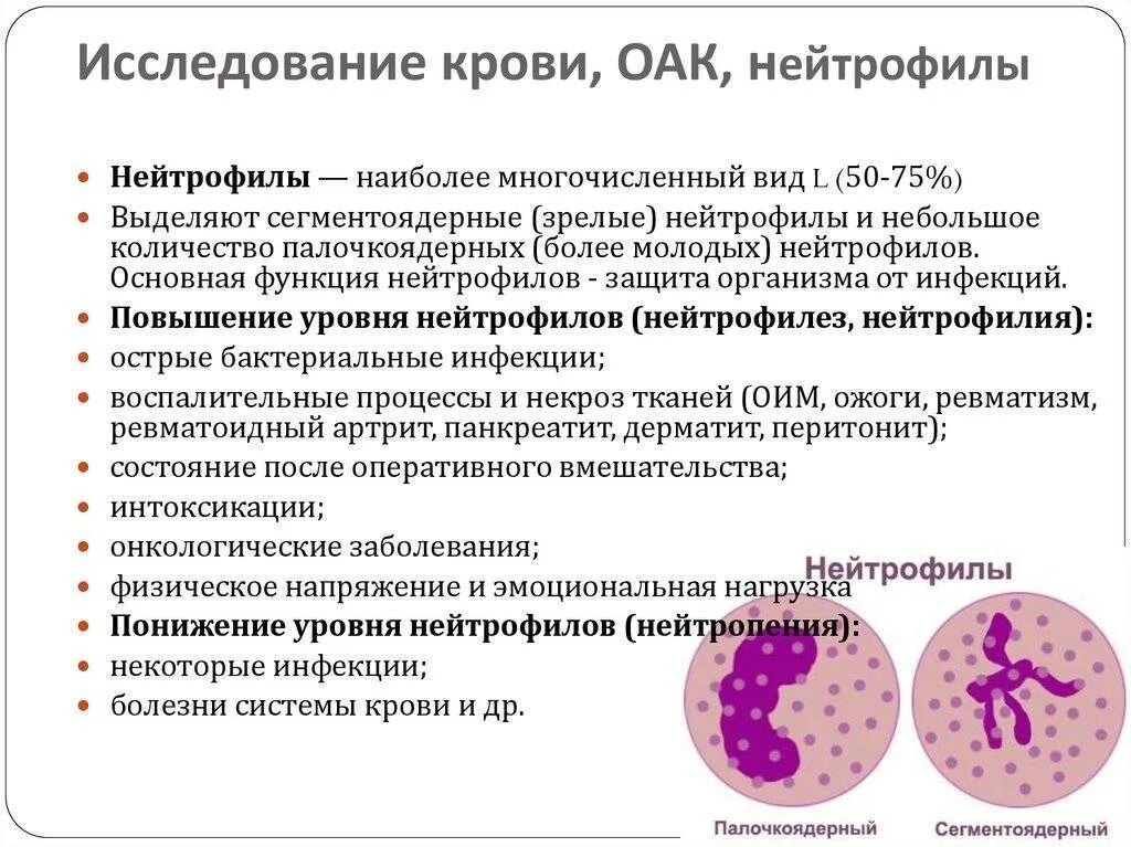 Как поднять нейтрофилы