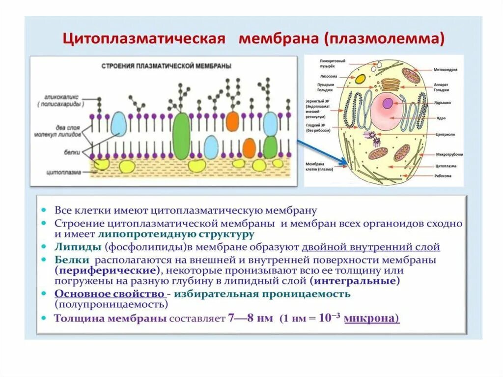 Основное свойство плазматической. Мембрана строение плазмолемма. Плазматическая клетка строение. Плазмолемма клетки.