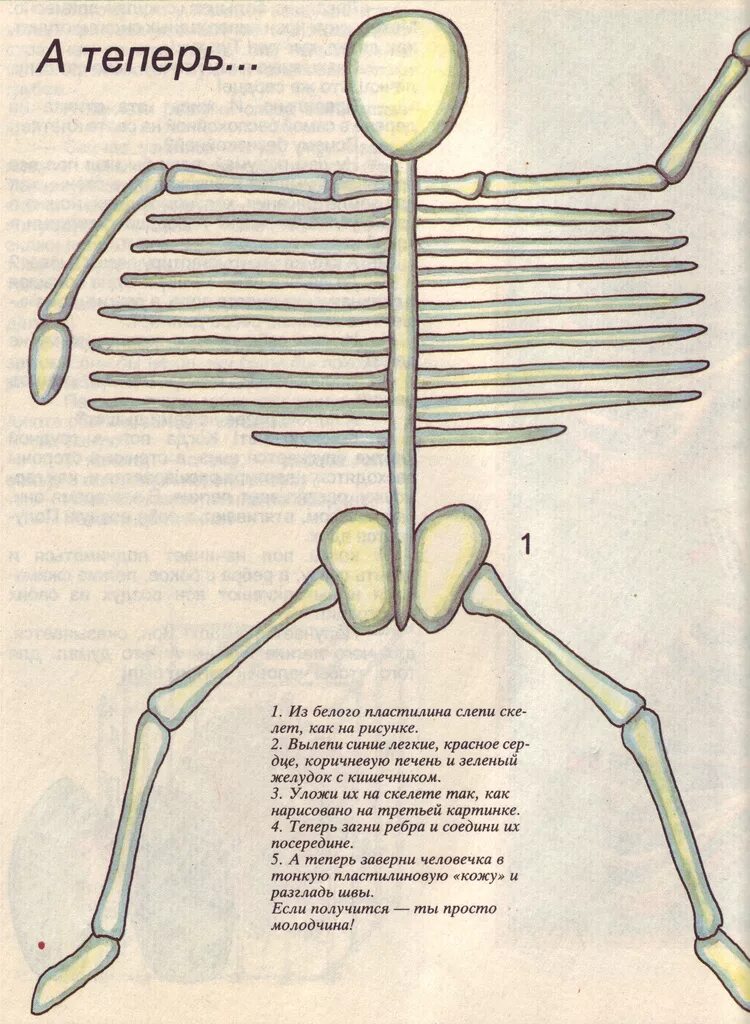 Скелет из пластилина. Скелет человека лепить. Слепить из пластилина скелет человека. Как сделать из пластилина скелета.