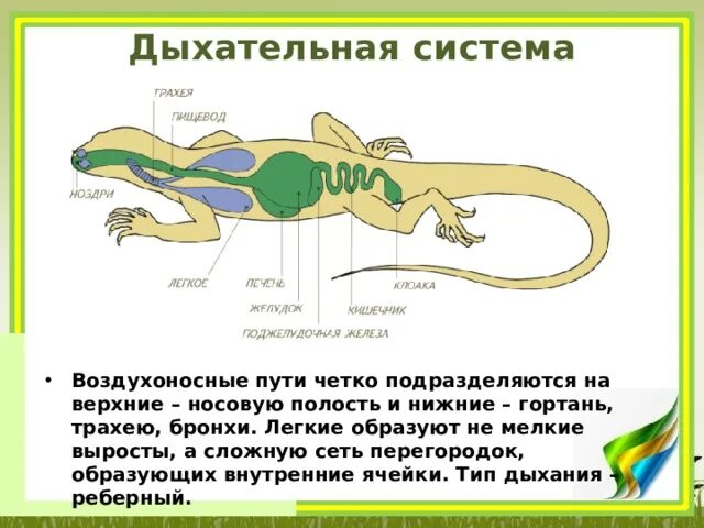 Эволюция дыхательной системы рептилий. Пищеварительная и дыхательная система пресмыкающихся. Органы дыхания пресмыкающихся. Строение органов дыхания пресмыкающихся.