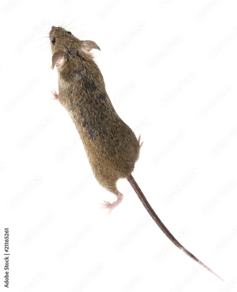 Полевая мышь убегает. Мышь сверху. Мышь вид сверху. Крыса вид сверху. Мышь убегает.