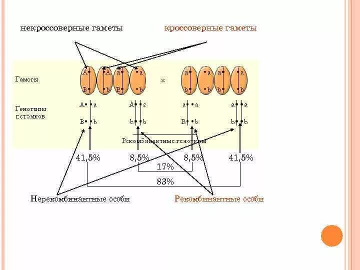 Кроссоверные и некроссоверные гаметы сцепленные с полом. Кроссинговерные гвметы. Не кроссоверные наметы. Некроссоверные гаметы.