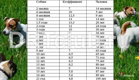 3 5 месяца собаке