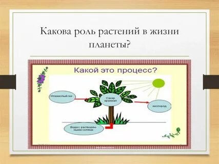 Растения в жизни планеты