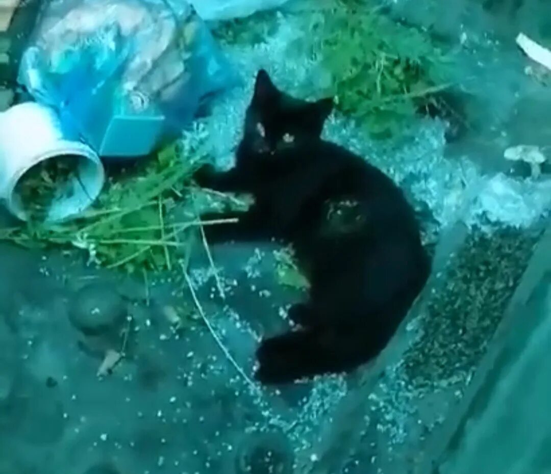 Кот в мусорке. Котенка выбросили на помойку.