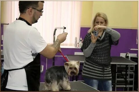 Обучиться на грумера