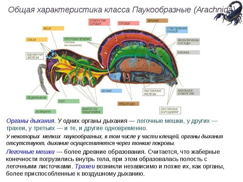 Отделы класса паукообразные. Выделительная система паукообразных 7 класс. Класс паукообразные общая характеристика 8 класс биология. Внутреннее строение паукообразных железы. Паукообразные 7 класс биология.