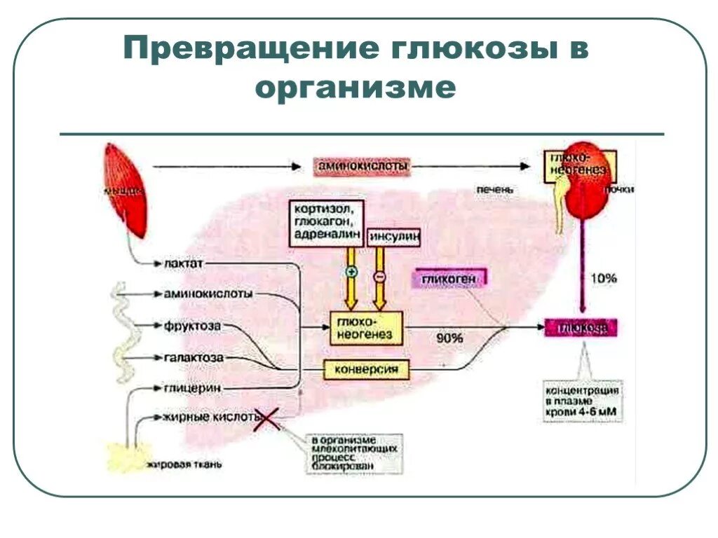 Схема превращения гликогена в глюкозу. Превращение Глюкозы в гликоген. Превращение Глюкозы. Трансформация Глюкозы в гликоген.