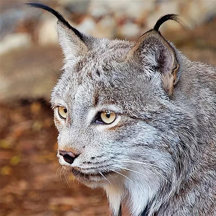 Короткая рысь 4. Хищные кошки на севере. Хищник. Семейства кошачьих 4 буквы. Животное на букву к хищник. Хищники на букву г.