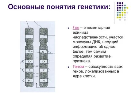 Ген это участок молекулы белка