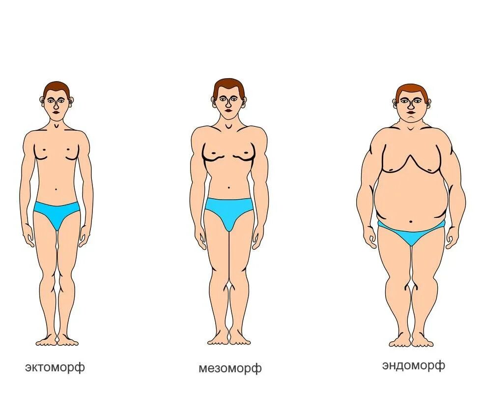 Виды мужской фигуры. Эктоморф мезоморф и эндоморф. Эндоморф мезоморф типы. Типы людей эктоморф мезоморф эндоморф. Тип телосложения эктоморф эндоморф.