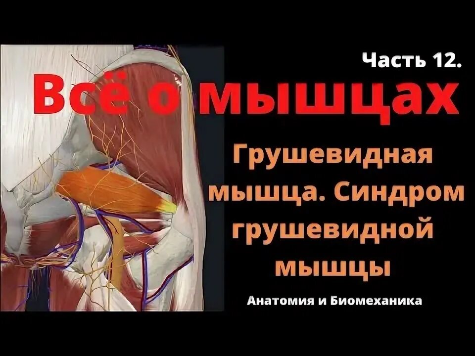 Суставно мышечный синдром. Синдром грушевидной мышцы. грушевидная мышца где находится фото у женщин. синдром грушевидной мышцы симптомы и лечение. техника блокады грушевидной мышцы видео.