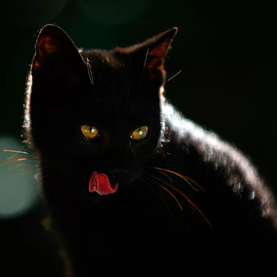 Черные коты. Красивый черный кот. Черный кот с желтыми глазами. Красивая черная кошка. Тайны черной кошки