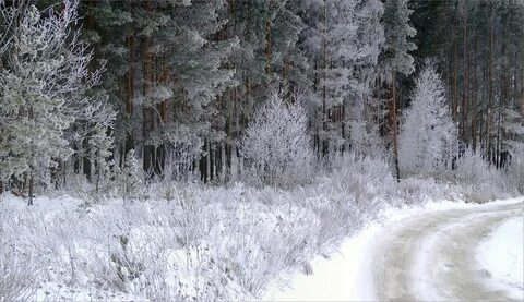Леса в жемчужном инее
