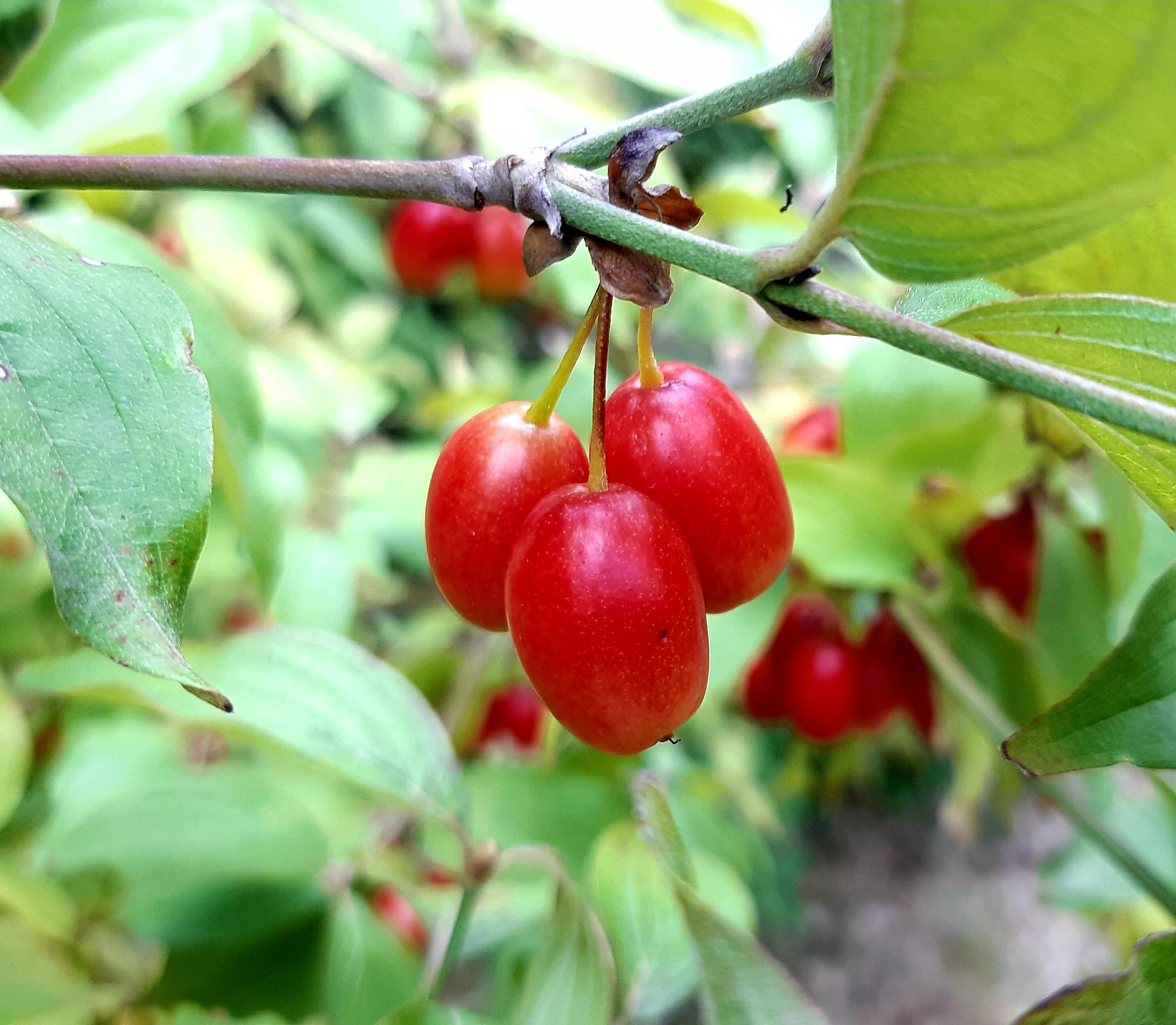 Кизил светлячок. Кизил кустарник. Кизил дерево. Кизил (Cornus). Cornus mas кизил обыкновенный.