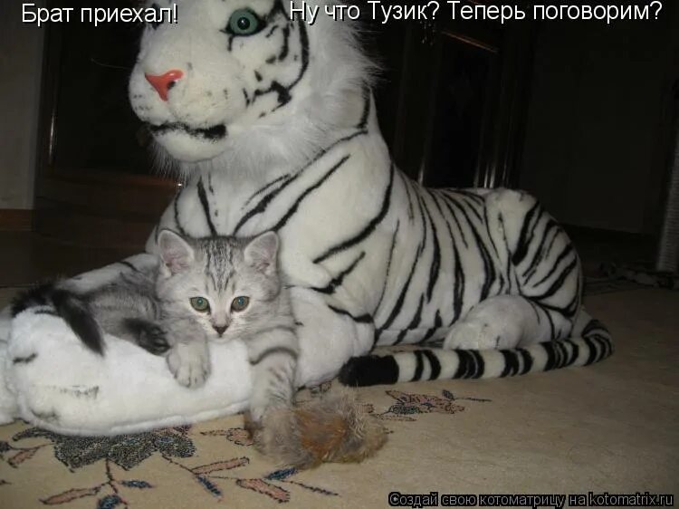 спящий брат. сон приехал брат. татарин брат 2. брат приехал. сон приехал брат.