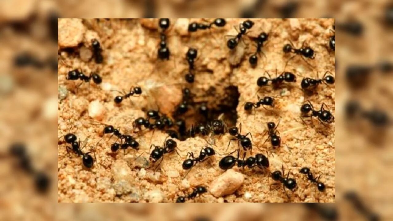 Название армейского муравья. Касты муравьев. Армия муравьёв. Эфиопия муравьи. Войско муравьев.