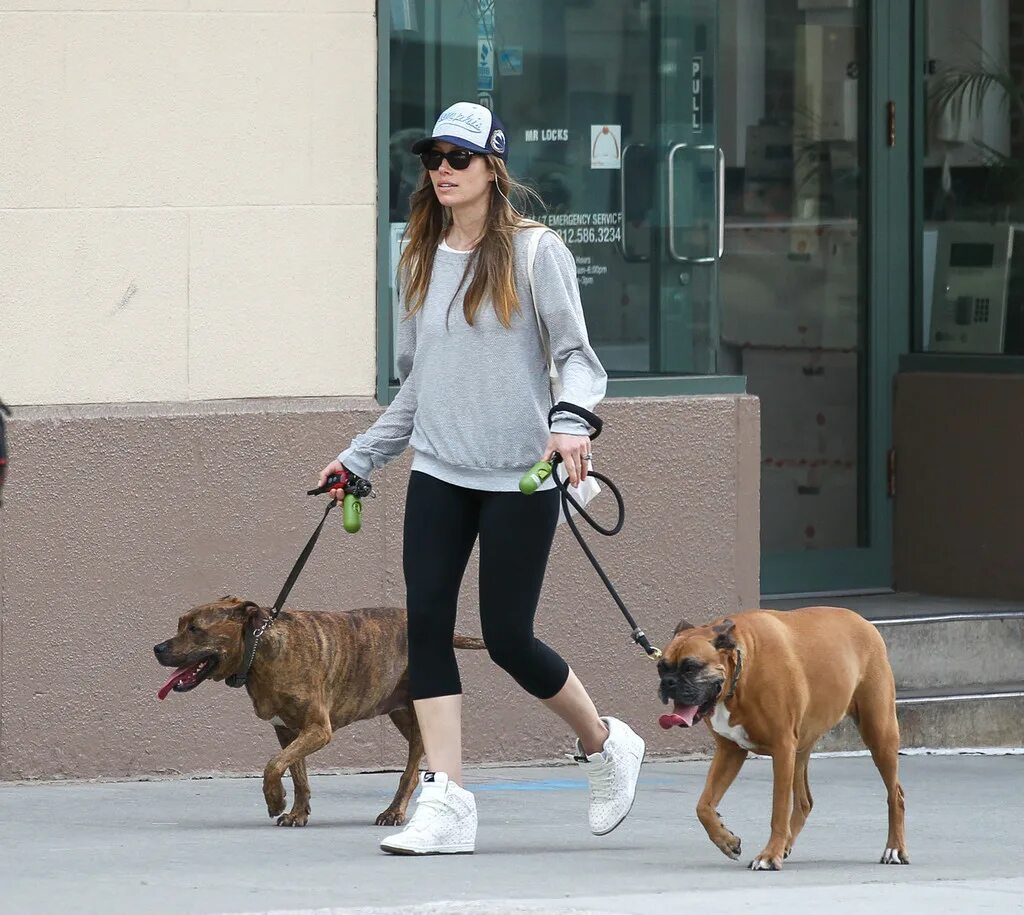 Поводок для собак. Dog leash 2012. Risen dog leash 2012. Walk the dog. Бордер колли на поводке.