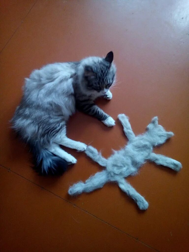 Включи следующего кота. Включи следующего кота