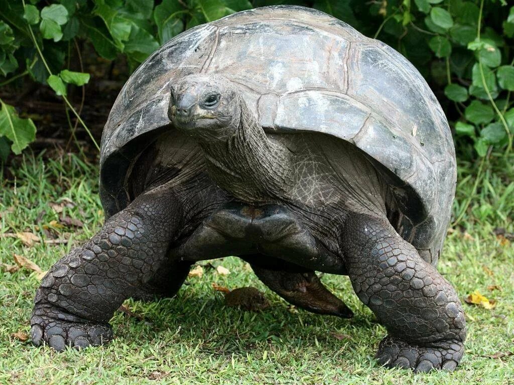 Сколько жив черепашки. Галапагосская слоновая черепаха. Черепаха гигантский Галапагос. Гигантская черепаха Альдабра. Исполинская сейшельская черепаха.