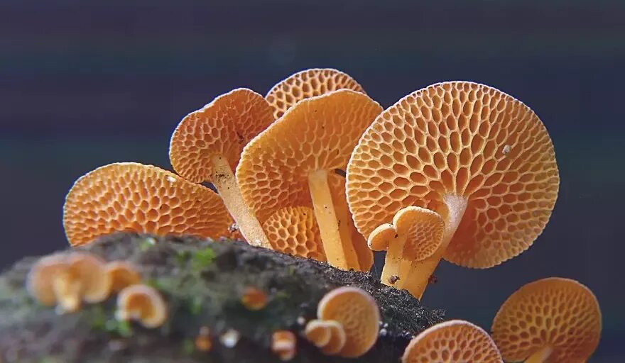 Представители трубчатых. Favolaschia Calocera. Грибы Favolaschia Calocera.. Базидиомицетовые грибы. Базидиомицетам трубчатым.