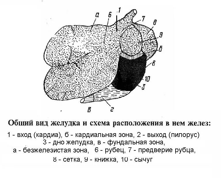 Строение многокамерного желудка КРС. Строение многокамерного желудка у животных. Многокамерный желудок строение анатомия животных. Топография многокамерного желудка коровы. Строение желудков животных