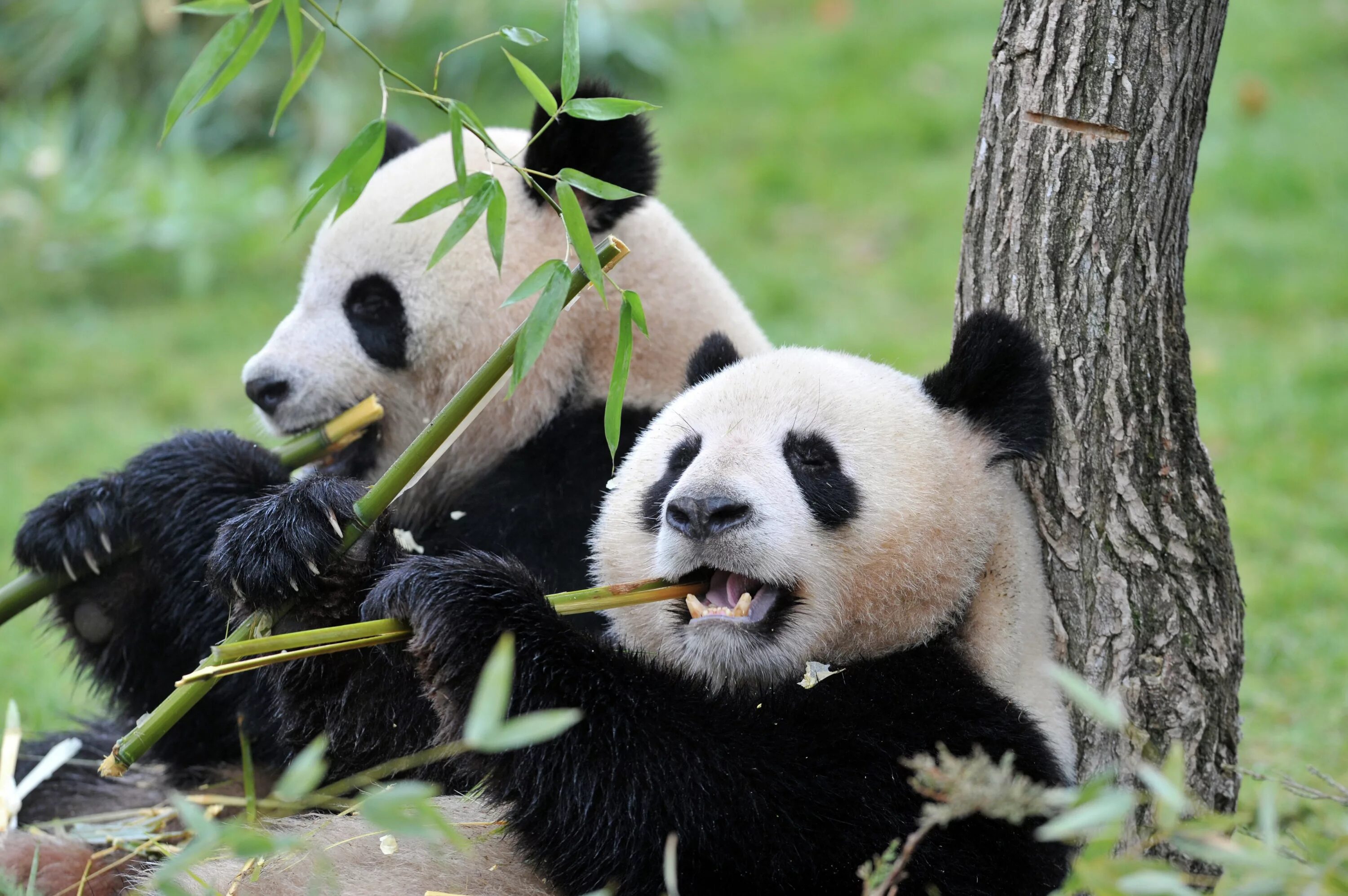 Китай Панда бамбук. Большая Панда бамбуковый медведь. Гигантская Панда в Китае. Китай бамбуковый медведь Панда. Большая панда медведь
