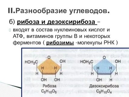В состав каких органических соединений входит рибоза