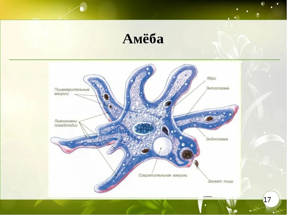 Части строения простейших. Строение амебы обыкновенной. Строение амебы 7 класс биология. Строение амебы 5 класс биология. Схема амебы обыкновенной.