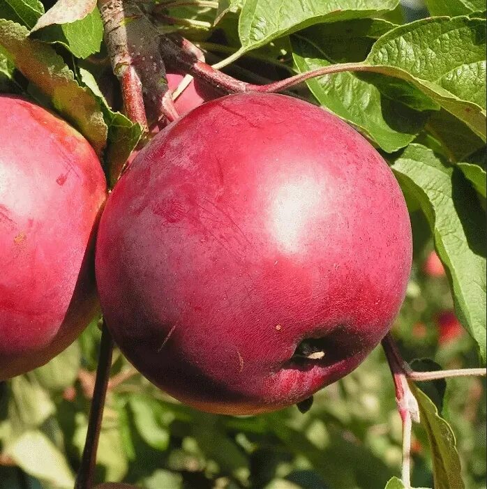 Белорусские яблони купить. Яблоня Антей. Яблоня дарунок. Яблоня Мэйпол. Сорт яблони дарунок.